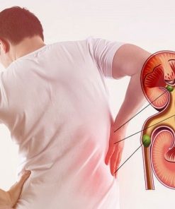 Chức năng thận, túi mật