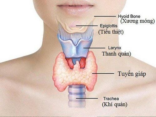 Tổng quan về hormon tuyến giáp